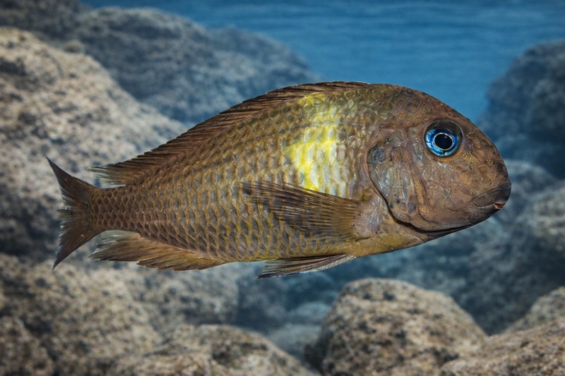 Tropheus sp. 'crescentic' Malagarasi
